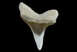 Fossil Shark (Cretoxyrhina) Tooth - Kansas #134834-1